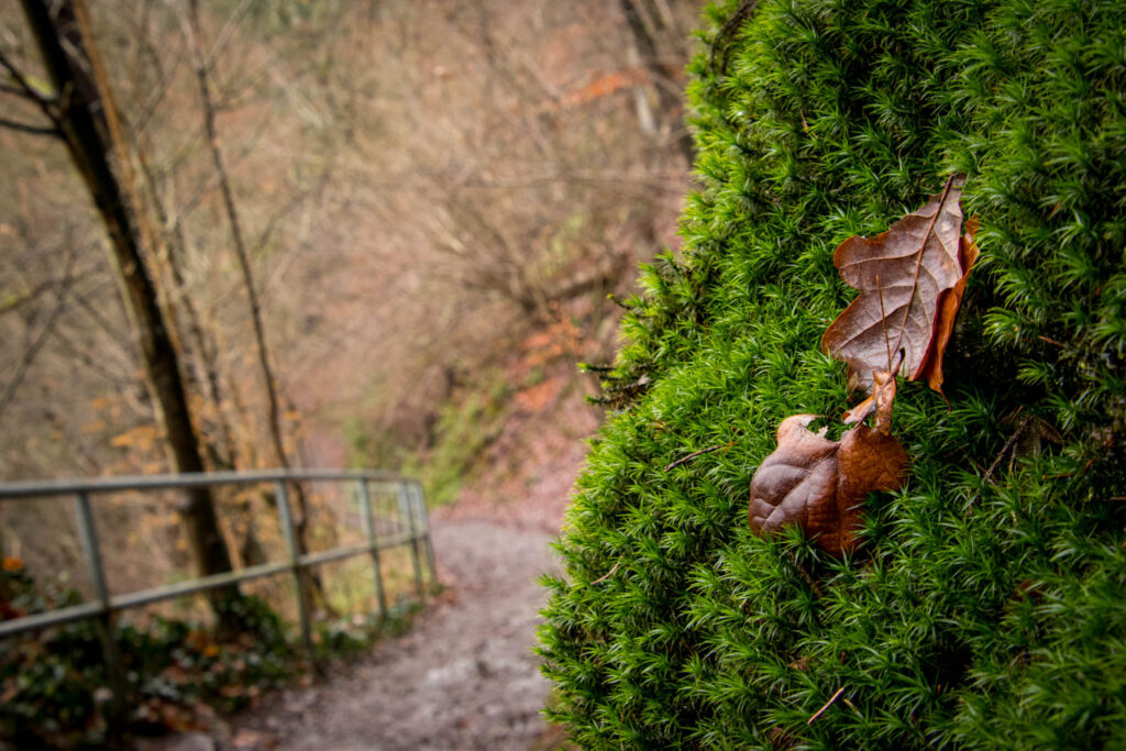 Wanderung rund um Schloss Burg 