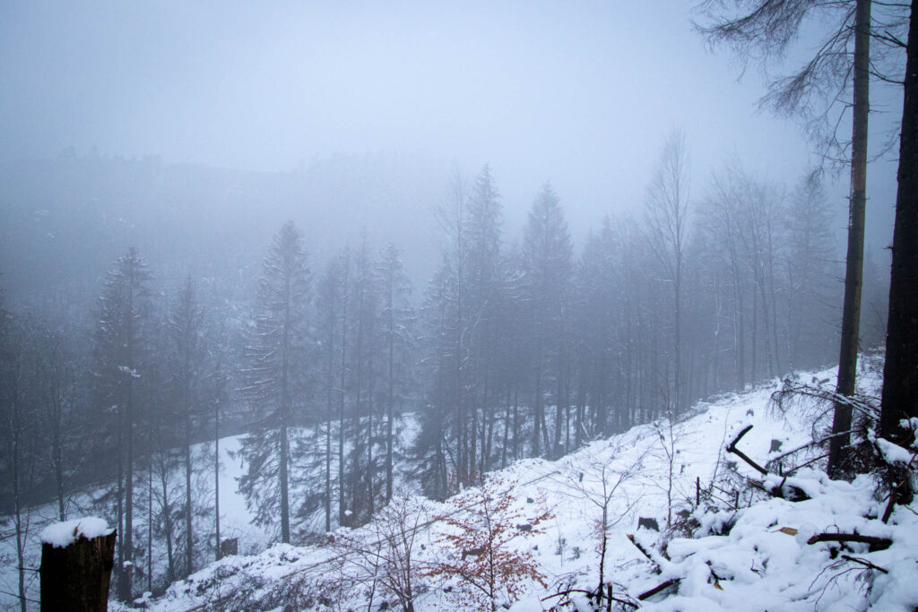 Winterwanderung Eifgenbach - Dabringhausen - Dhünntalsperre - Schöllerhof