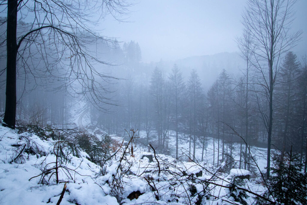 Winterwanderung Eifgenbach - Dabringhausen - Dhünntalsperre - Schöllerhof