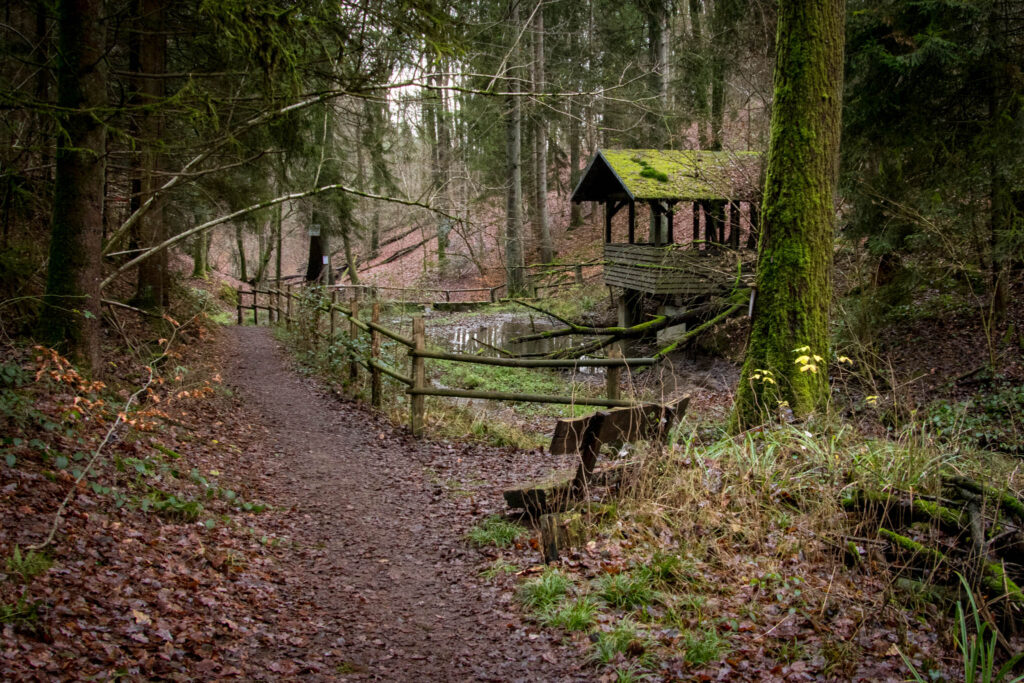 Wanderung durch das Eifgental von Burscheid Bellinhausen aus