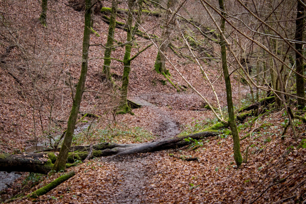 Wanderung durch das Eifgental von Burscheid Bellinhausen aus