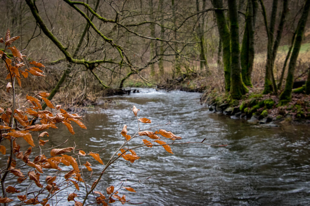 Wanderung durch das Eifgental von Burscheid Bellinhausen aus