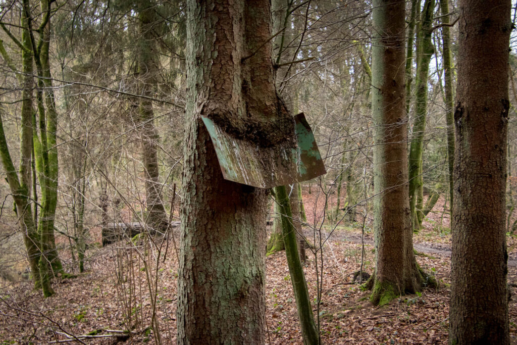 Wanderung durch das Eifgental von Burscheid Bellinhausen aus