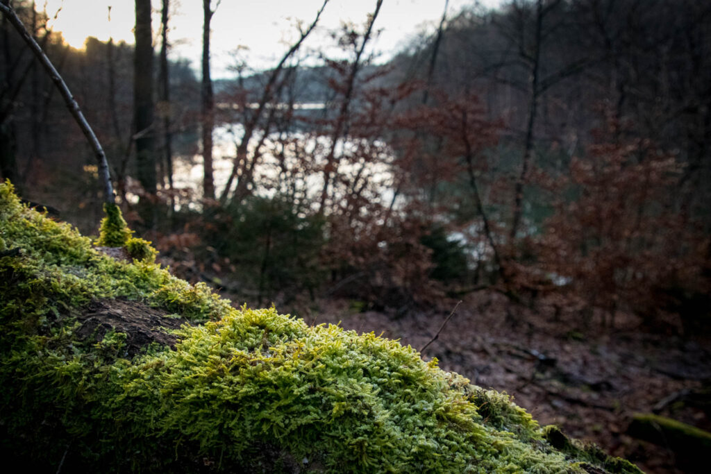 Wandern rund um die Neyetalsperre