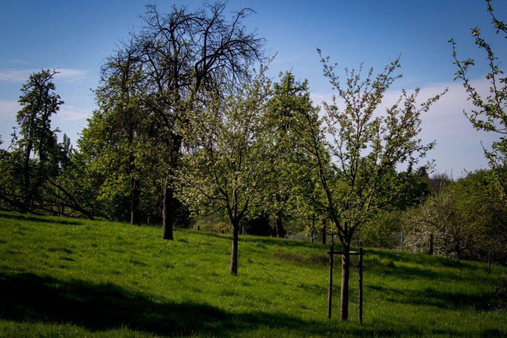 Wandern auf dem Obstweg Leverkusen