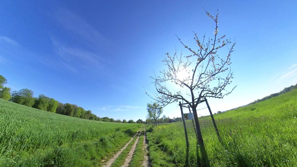 Wandern auf dem Obstweg Leverkusen - Alte Obstbaumsorten am Wegesrand