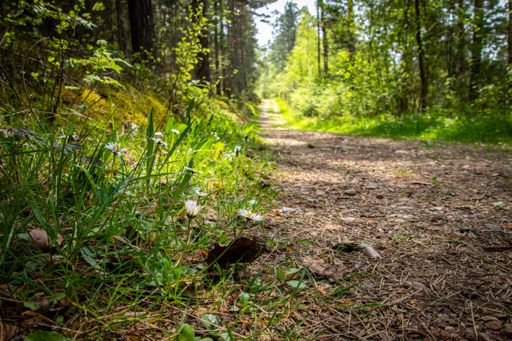 Wanderung auf der EifelSchleife Kuttenbachtal zwischen Kall und Urft